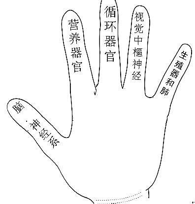 九弓腰 手指代表的器官